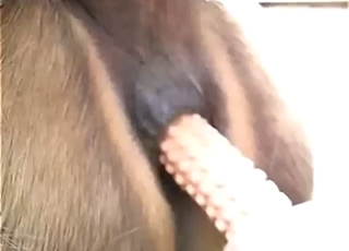Rebrovaná hračka je perfektná pre toho veľkého koňa a hajzlíka.