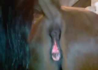Mare preparing for zoo sex through near-squirting