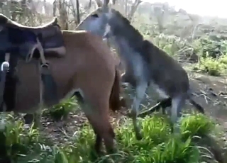 Æsel og hest bestialitetssex, alt udenfor