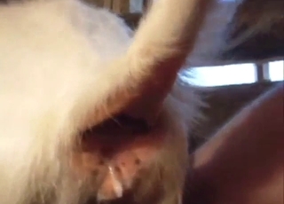 Dude is going to fuck a goat to make it cum too