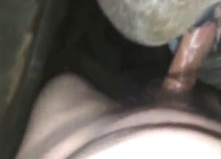 Guy with a nice penis is going to fuck a mare