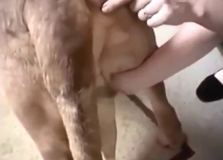 Dog-jerking dude is happy to make it cum