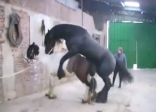 Black stallion is going to make this mare scream