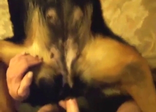 Dude is going to put that penis in dog's hole