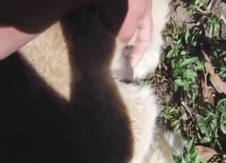 Horny alpaca is about to get fingered hard