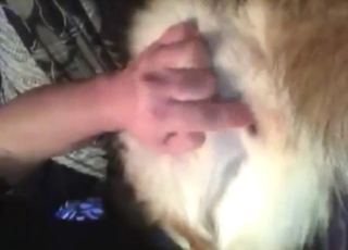 Dude inserting his fingers in a dog's wet pussy