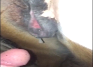 Koń z wytryskiem na penisa z radością pokazuje swój bolący otwór