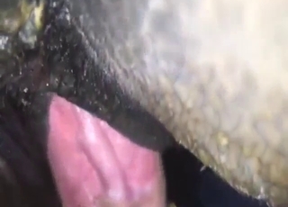 Horse pussy gets wetter and wetter during sex