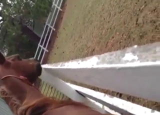 Zoophilic dude is happy to fuck a mare from behind