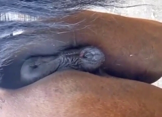 Fantastic tease from a big, brown pussy mare