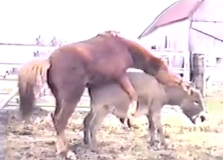 Pony and donkey anal fucking with a hot twist
