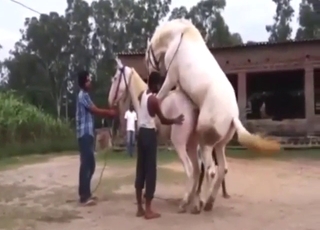 Horses are going to enjoy fucking each other