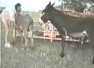 Zoophilic dude must make sure donkey anal is good