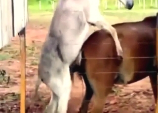 Hestefisse vil blive kneppet af en hvid