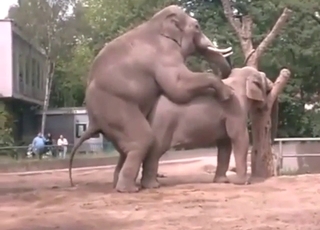 Horny elephant fucking another elephant outside