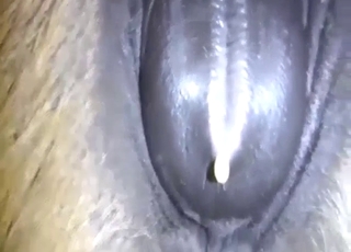 Mare clit is exposed, sore, and ready for it