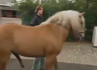 Zoo porn showing how they collect horse semen