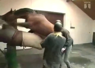 Zoo XXX with a horse cock handjob in HD quality