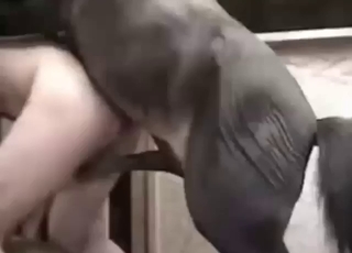 Dude fucks a horse, hopes for a creampie inside