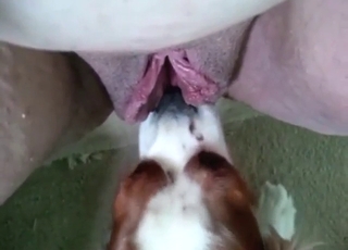Dog licks that mature pussy and it's so yummy