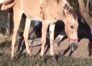 Happy horse mating with doggystyle blasting