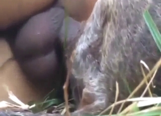 Sideways outdoor bang with a horny animal