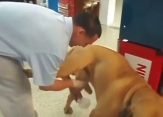 Dog gets jerked off in a hot educational vid
