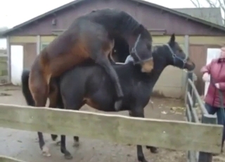 Bestiality porn: horse pleasure, true passion