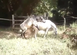 Zoophile porn with bull vs horse fuckery in HQ