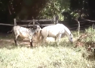 Zoofilskie porno z seksem byków i koni w HQ