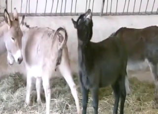 Zoo sex scene with donkey pissing and more