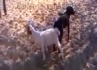 Goat pussy is the GOAT pussy for this dog