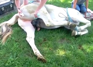 Koń tarza się, żeby pokazać swojego ładnego penisa