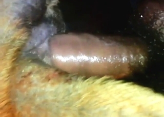 Zoo sex showing a Pitbull's ass getting ruined