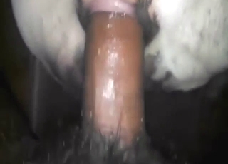 Bestiality sex anal with close-ups, hot thrusts