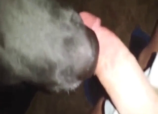 Guy is going to get off as the puppy licks dick