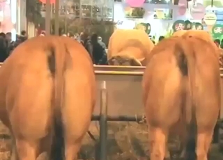 Double licking session with a zoophilic lady