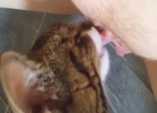 Kitty in a pussy-licking scene with hot close-ups