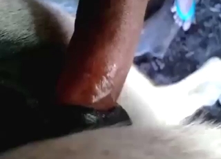 Wet donkey pussy getting cracked wide open