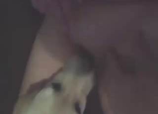 Zoophile enjoying that pussy licking from a dog
