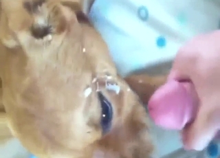 Dog licks that penis to make it harder, harder