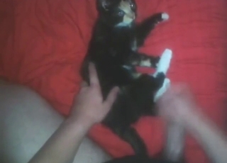 El porno de zoológico muestra a un adorable gato recibiendo una polla enorme