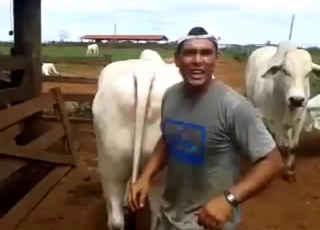 Dudes with kinky attitudes show off with a cow