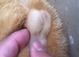 Cat's ballsack looks brilliant in a POV movie