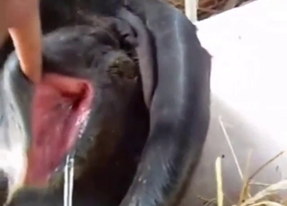 Cow in heat is going to get its hole exposed