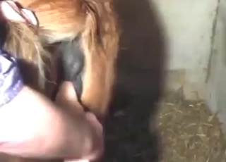 Pounding a horse's hot pussy with a fave dildo