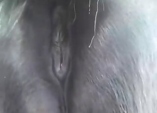 Konský zadok je najkrajšia vec na svete