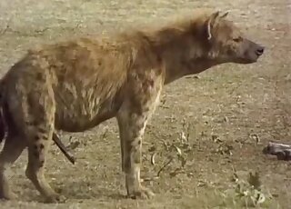 Amazingly kinky animals show off their wild side