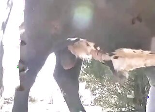 Kinky cowboy wants to fuck animals