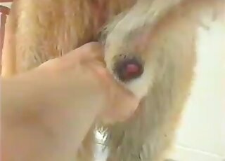 Jerking that pooch's perfect penis